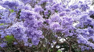 Jacaranda acutifolia